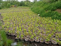 Nursery